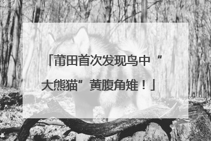 莆田首次发现鸟中“大熊猫”黄腹角雉！